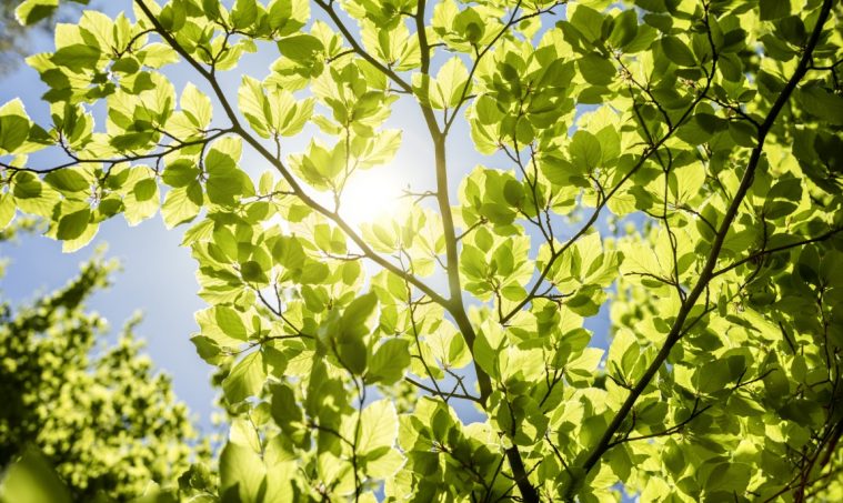 Spring leaves background with sunlight and blue sky